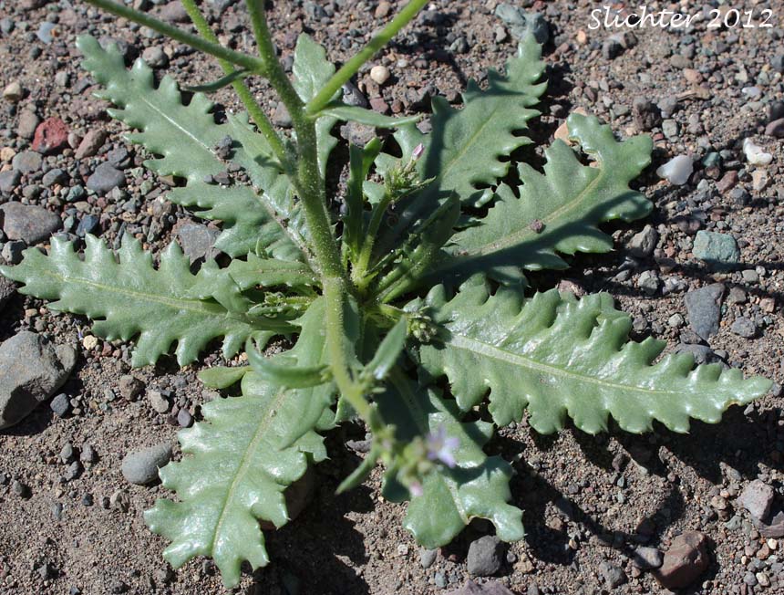 Basal leaves of Lott's Gilia: Aliciella lottiae (Synonym: Gilia lottiae)