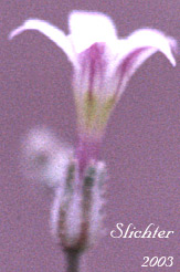 Lott's Gilia: Aliciella lottiae (Synonym: Gilia lottiae)