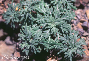 Basal leaves of Palm-leaf Ballhead Gilia: Ipomopsis congesta ssp. palmifrons (Synonyms: Gilia congesta var. montana, Gilia congesta var. palmifrons, Ipomopsis congesta ssp. montana, Ipomopsis congesta var. palmifrons)