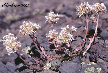 Palm-leaf Ballhead Gilia: Ipomopsis congesta ssp. palmifrons (Synonyms: Gilia congesta var. montana, Gilia congesta var. palmifrons, Ipomopsis congesta ssp. montana, Ipomopsis congesta var. palmifrons)