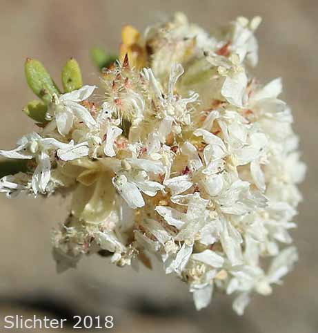 Ballhead Ipomopsis, Frilly Gilia, Green-leaved Ballhead Gilia, Many-flowered Gilia: Ipomopsis congesta ssp. viridis (Synonym: Gilia congesta var. viridis)