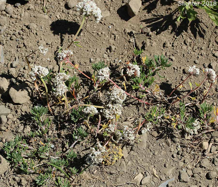 Ballhead Ipomopsis, Frilly Gilia, Green-leaved Ballhead Gilia, Many-flowered Gilia: Ipomopsis congesta ssp. viridis (Synonym: Gilia congesta var. viridis)