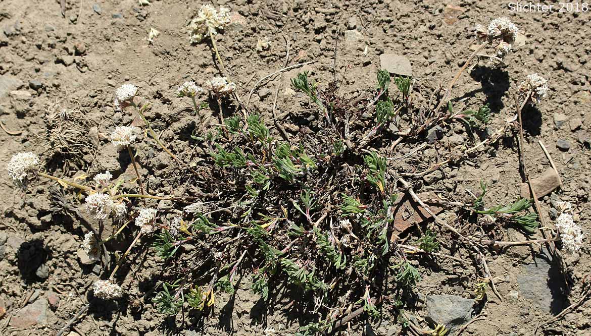 Ballhead Ipomopsis, Frilly Gilia, Green-leaved Ballhead Gilia, Many-flowered Gilia: Ipomopsis congesta ssp. viridis (Synonym: Gilia congesta var. viridis)