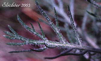 Stem leaf of Scarlet Gilia, Skyrocket, White Pollen Skyrocket: Ipomopsis aggregata ssp. aggregata (Synonyms: Gilia aggregata, Gilia aggregata var. aggregata, Gilia aggregata ssp. euaggregata, Gilia aggregata var. aggregata, Ipomopsis aggregata ssp. formosissima, Ipomospsis aggregata var. aggregata)
