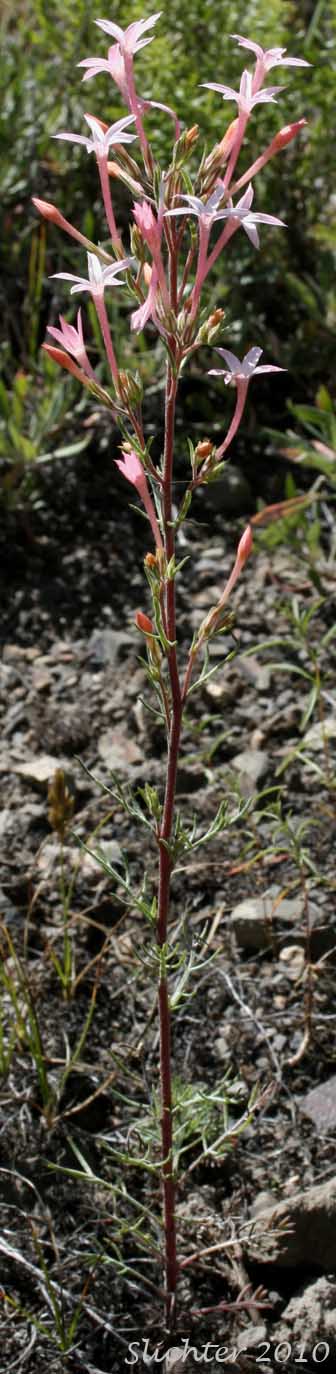 Rydberg's Gilia, Slendertube Skyrocket: Ipomopsis tenuituba (Synonym: Gilia tenuituba)