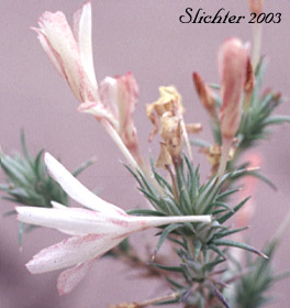 Granite Gilia, Granite Prickly-phlox, Prickly Phlox, Sharp Linanthus: Linanthus pungens (Synonyms: Gilia hallii, Gilia pungens, Gilia pungens var. hookeri, Leptodactylon hazeliae, Leptodactylon lilacinum, Leptodactylon pungens, Leptodactylon pungens ssp. brevifolium, Leptodactylon pungens ssp. eupungens, Leptocactylon pungens ssp. hallii, Leptodactylon pungens var. hallii, Leptodactylon pungens ssp. hazeliae, Leptodcactylon pungens ssp. hookeri, Leptodactylon pungens var. hookeri, Leptodactylon pungens ssp. pulchriflora, Leptodactylon pungens ssp. pulchriflorum, Leptodactylon pungens ssp. pungens, Leptodactylon pungens var. pungens, Leptodactylon pungens ssp. squarrosum)