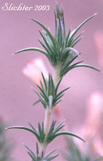 Needle-like leaves of Granite Gilia, Granite Prickly-phlox, Prickly Phlox, Sharp Linanthus: Linanthus pungens (Synonyms: Gilia hallii, Gilia pungens, Gilia pungens var. hookeri, Leptodactylon hazeliae, Leptodactylon lilacinum, Leptodactylon pungens, Leptodactylon pungens ssp. brevifolium, Leptodactylon pungens ssp. eupungens, Leptocactylon pungens ssp. hallii, Leptodactylon pungens var. hallii, Leptodactylon pungens ssp. hazeliae, Leptodcactylon pungens ssp. hookeri, Leptodactylon pungens var. hookeri, Leptodactylon pungens ssp. pulchriflora, Leptodactylon pungens ssp. pulchriflorum, Leptodactylon pungens ssp. pungens, Leptodactylon pungens var. pungens, Leptodactylon pungens ssp. squarrosum)