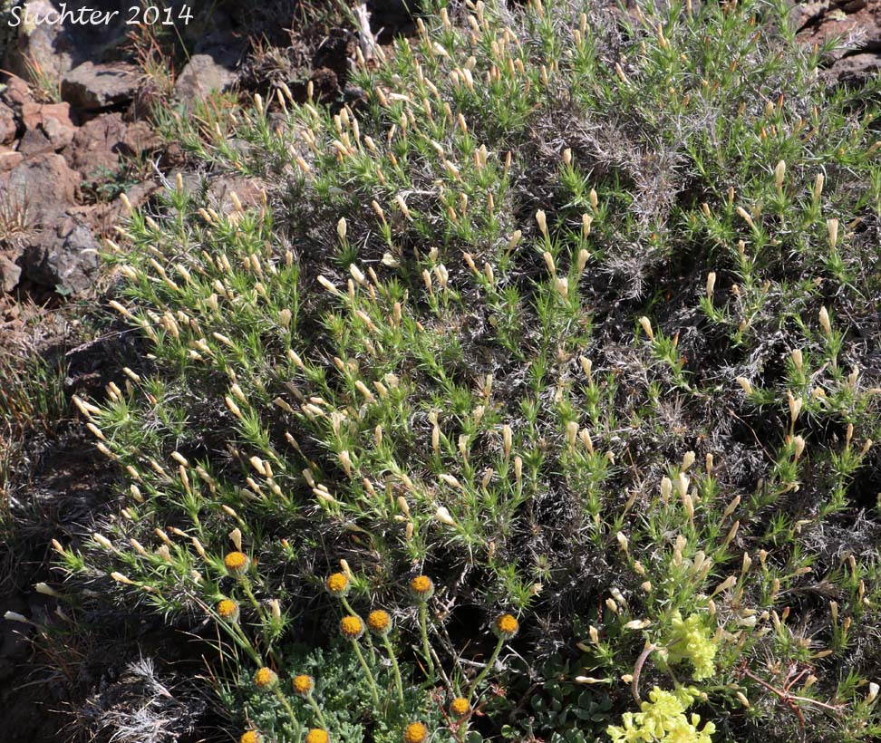 Granite Gilia, Granite Prickly-phlox, Prickly Phlox, Sharp Linanthus: Linanthus pungens (Synonyms: Gilia hallii, Gilia pungens, Gilia pungens var. hookeri, Leptodactylon hazeliae, Leptodactylon lilacinum, Leptodactylon pungens, Leptodactylon pungens ssp. brevifolium, Leptodactylon pungens ssp. eupungens, Leptocactylon pungens ssp. hallii, Leptodactylon pungens var. hallii, Leptodactylon pungens ssp. hazeliae, Leptodcactylon pungens ssp. hookeri, Leptodactylon pungens var. hookeri, Leptodactylon pungens ssp. pulchriflora, Leptodactylon pungens ssp. pulchriflorum, Leptodactylon pungens ssp. pungens, Leptodactylon pungens var. pungens, Leptodactylon pungens ssp. squarrosum)