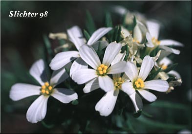 Nuttall's Linanthastrum, Nuttall's Linanthus: Leptosiphon nuttallii ssp. nuttallii (Synonyms: Linanthastrum nuttallii, Linanthastrum nuttallii var. nuttallii, Linanthus nuttallii ssp. nuttallii)