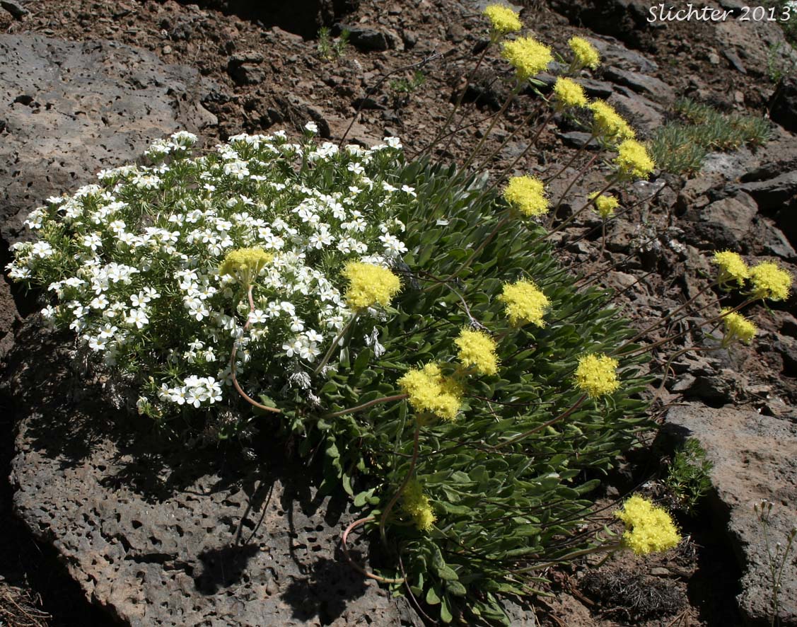 Nuttall's Linanthastrum, Nuttall's Linanthus: Leptosiphon nuttallii ssp. nuttallii (Synonyms: Linanthastrum nuttallii, Linanthastrum nuttallii var. nuttallii, Linanthus nuttallii ssp. nuttallii) with Piper's Buckwheat: Eriogonum flavum var. piperi