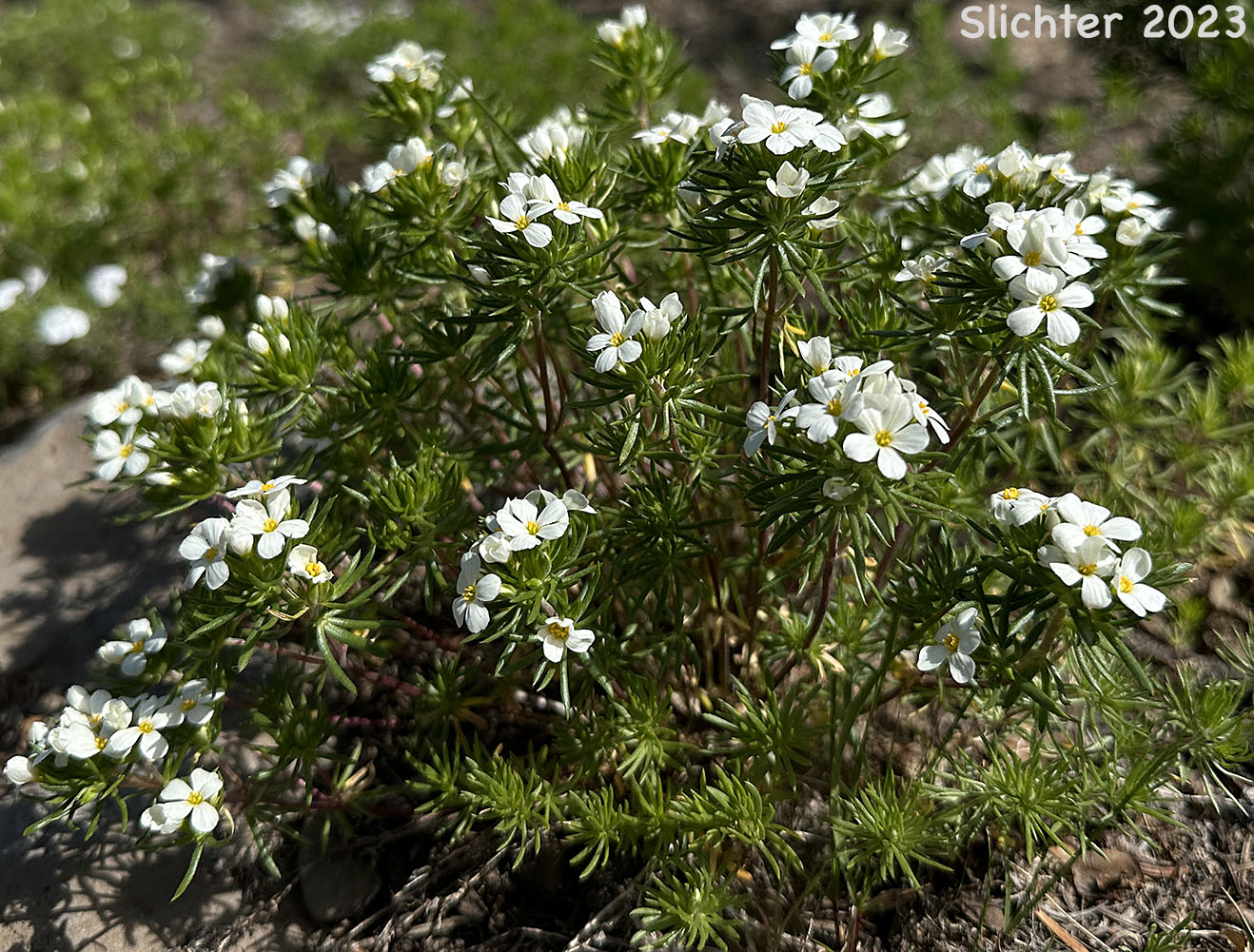 Nuttall's Linanthastrum, Nuttall's Linanthus: Leptosiphon nuttallii ssp. nuttallii (Synonyms: Linanthastrum nuttallii, Linanthastrum nuttallii var. nuttallii, Linanthus nuttallii ssp. nuttallii)