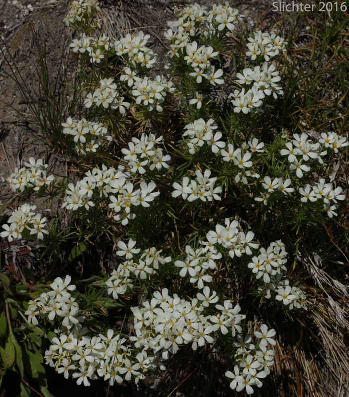 Nuttall's Linanthastrum, Nuttall's Linanthus: Leptosiphon nuttallii ssp. nuttallii (Synonyms: Linanthastrum nuttallii, Linanthastrum nuttallii var. nuttallii, Linanthus nuttallii ssp. nuttallii)