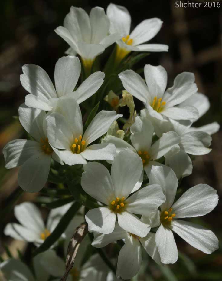 Nuttall's Linanthastrum, Nuttall's Linanthus: Leptosiphon nuttallii ssp. nuttallii (Synonyms: Linanthastrum nuttallii, Linanthastrum nuttallii var. nuttallii, Linanthus nuttallii ssp. nuttallii)