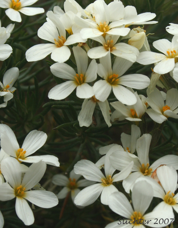 Flowers of Nuttall's Linanthastrum, Nuttall's Linanthus: Leptosiphon nuttallii ssp. nuttallii (Synonyms: Linanthastrum nuttallii, Linanthastrum nuttallii var. nuttallii, Linanthus nuttallii ssp. nuttallii)