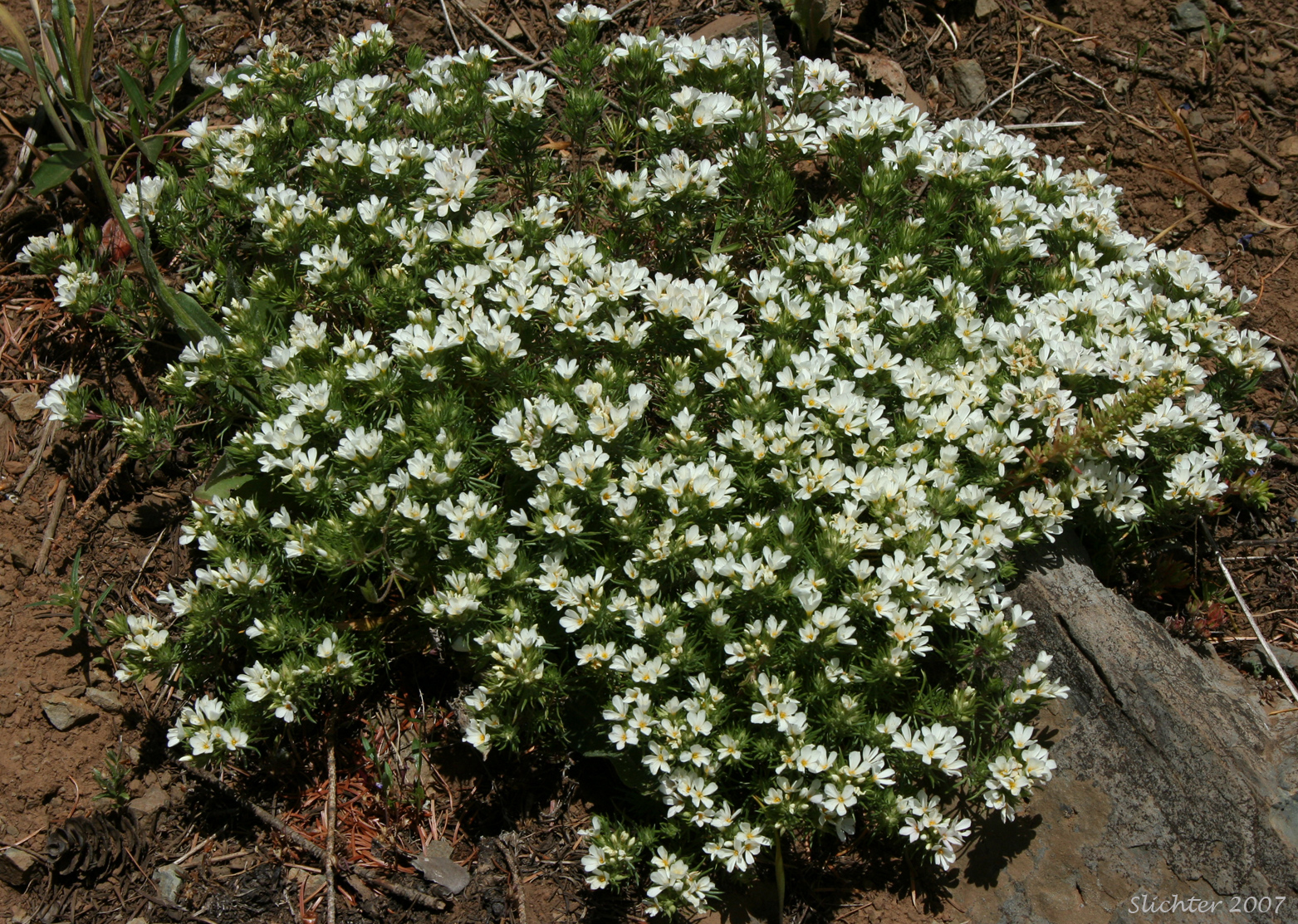 Nuttall's Linanthastrum, Nuttall's Linanthus: Leptosiphon nuttallii ssp. nuttallii (Synonyms: Linanthastrum nuttallii, Linanthastrum nuttallii var. nuttallii, Linanthus nuttallii ssp. nuttallii)
