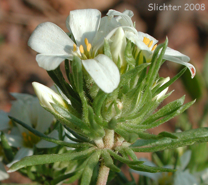 Nuttall's Linanthastrum, Nuttall's Linanthus: Leptosiphon nuttallii ssp. nuttallii (Synonyms: Linanthastrum nuttallii, Linanthastrum nuttallii var. nuttallii, Linanthus nuttallii ssp. nuttallii)