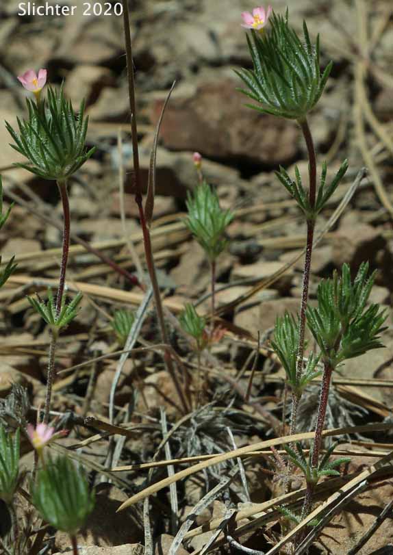 Whiskerbrush: Leptosiphon ciliatus (Synonyms: Linanthus ciliatus, Linanthus ciliatus var. ciliatus)