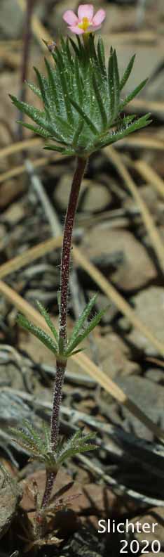 Whiskerbrush: Leptosiphon ciliatus (Synonyms: Linanthus ciliatus, Linanthus ciliatus var. ciliatus)