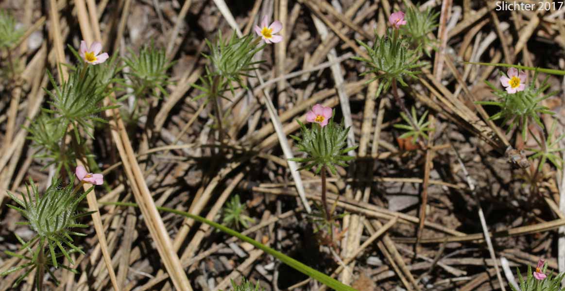 Whiskerbrush: Leptosiphon ciliatus (Synonyms: Linanthus ciliatus, Linanthus ciliatus var. ciliatus)