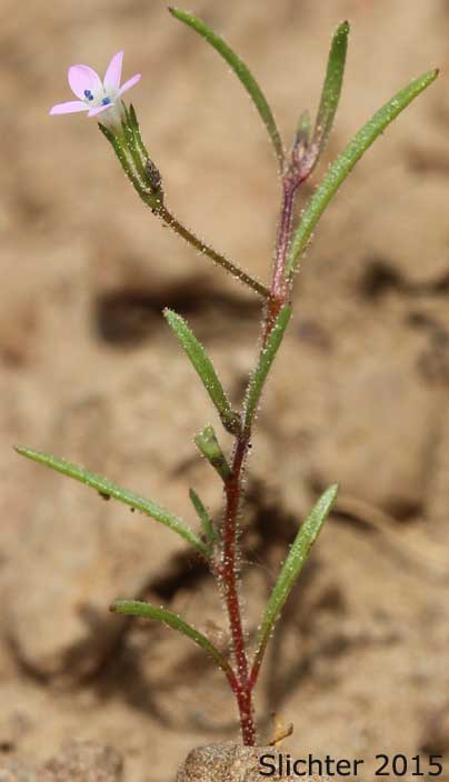 Miniature Gilia, Smooth-leaved Gilia: Navarretia capillaris (Synonym: Gilia capillaris)