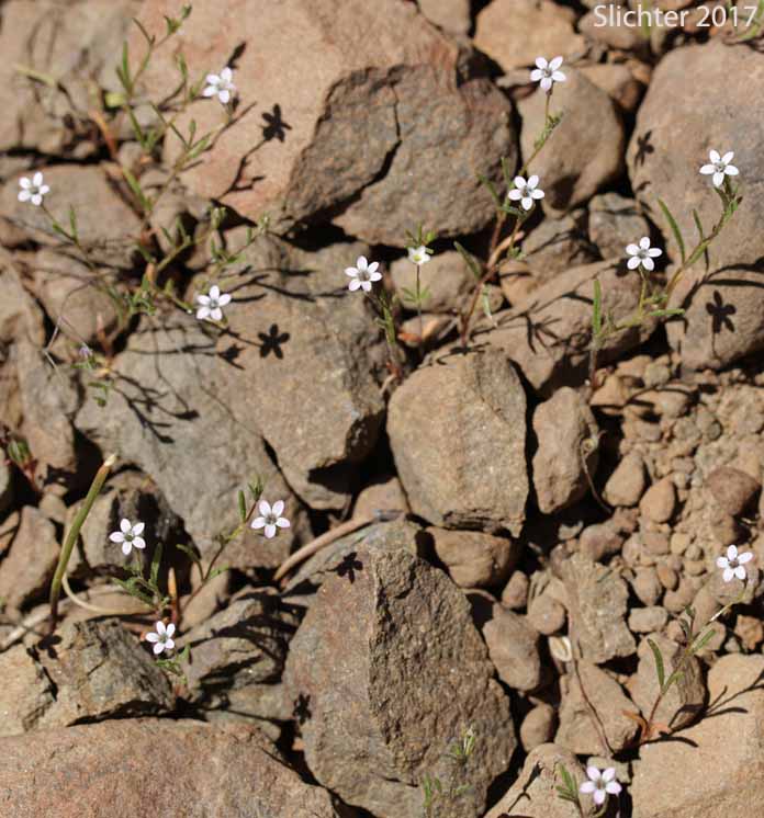 Miniature Gilia, Smooth-leaved Gilia: Navarretia capillaris (Synonym: Gilia capillaris)