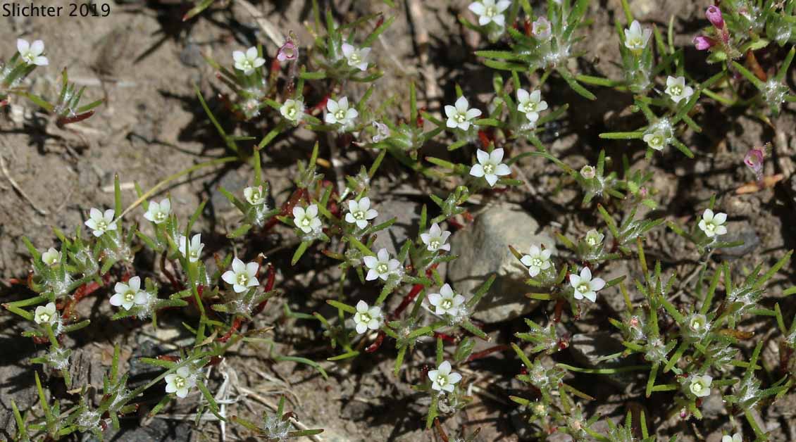 Miniature Gilia, Smooth-leaved Gilia: Navarretia capillaris (Synonym: Gilia capillaris)