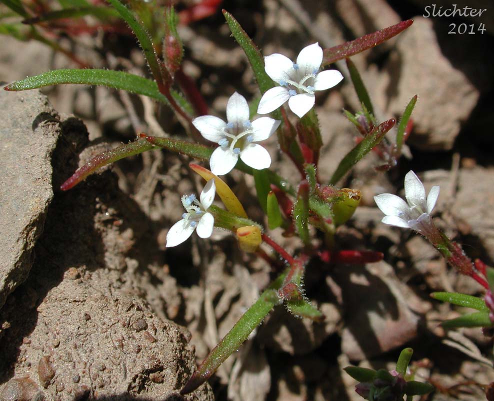 Miniature Gilia, Smooth-leaved Gilia: Navarretia capillaris (Synonym: Gilia capillaris)