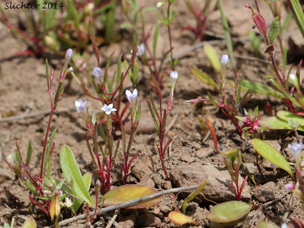Habitat of Miniature Gilia, Smooth-leaved Gilia: Navarretia capillaris (Synonym: Gilia capillaris)