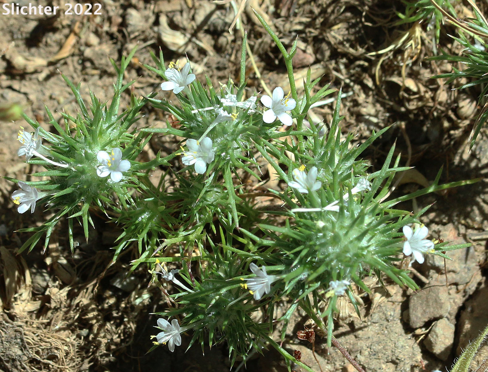 Pincushion Plant, Needleleaf Navarretia, Needle-leaf Navarretia: Navarretia intertexta ssp. intertexta (Synonyms: Navarretia intertexta var. intertexta, Navarretia minima var. intertexta)
