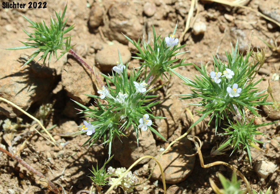 Pincushion Plant, Needleleaf Navarretia, Needle-leaf Navarretia: Navarretia intertexta ssp. intertexta (Synonyms: Navarretia intertexta var. intertexta, Navarretia minima var. intertexta)