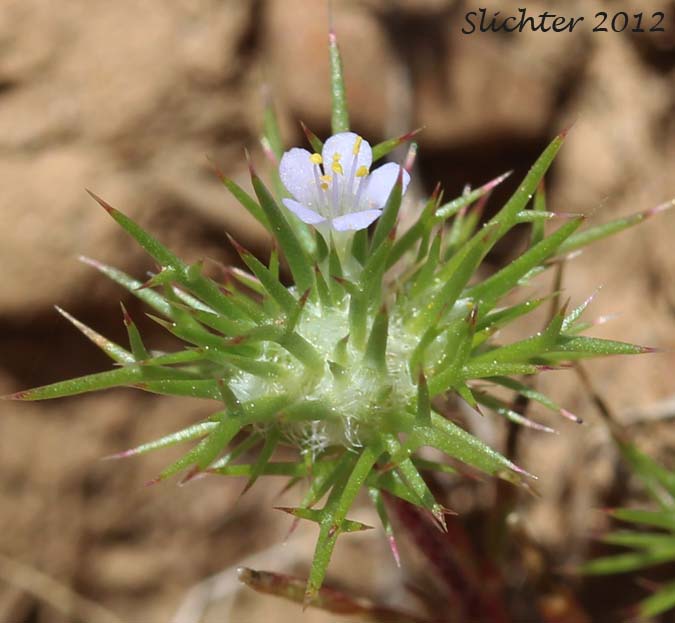 Pincushion Plant, Needleleaf Navarretia, Needle-leaf Navarretia: Navarretia intertexta ssp. intertexta (Synonyms: Navarretia intertexta var. intertexta, Navarretia minima var. intertexta)