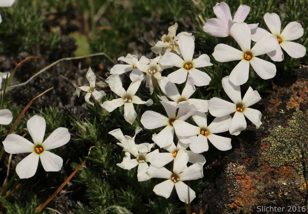 Phlox hoodii ssp. canescens