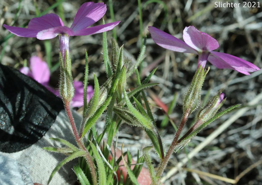 Long-leaf Phlox, Long-leaved Phlox: Phlox longifolia (Synonyms: Phlox longifolia ssp. calva , Phlox longifolia ssp. cortezana, Phlox longifolia ssp. humilis, Phlox longifolia ssp. linearifolia, Phlox longifolia ssp. longifolia, Phlox longifolia ssp. typica, Phlox longifolia var. linearifolia, Phlox longifolia var. longifolia, Phlox longifolia var. peberula, Phlox viridis, Phlox viridis ssp. longipes)