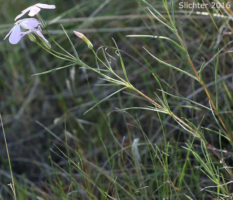Long-leaf Phlox, Long-leaved Phlox: Phlox longifolia (Synonyms: Phlox longifolia ssp. calva , Phlox longifolia ssp. cortezana, Phlox longifolia ssp. humilis, Phlox longifolia ssp. linearifolia, Phlox longifolia ssp. longifolia, Phlox longifolia ssp. typica, Phlox longifolia var. linearifolia, Phlox longifolia var. longifolia, Phlox longifolia var. peberula, Phlox viridis, Phlox viridis ssp. longipes)