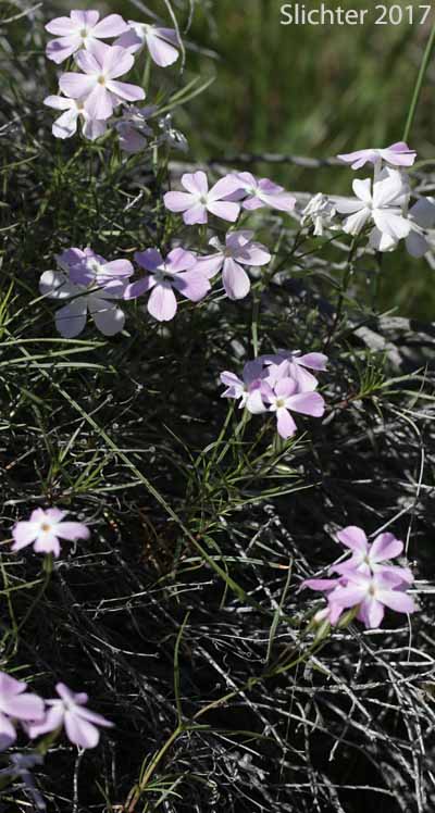 Long-leaf Phlox, Long-leaved Phlox: Phlox longifolia (Synonyms: Phlox longifolia ssp. calva , Phlox longifolia ssp. cortezana, Phlox longifolia ssp. humilis, Phlox longifolia ssp. linearifolia, Phlox longifolia ssp. longifolia, Phlox longifolia ssp. typica, Phlox longifolia var. linearifolia, Phlox longifolia var. longifolia, Phlox longifolia var. peberula, Phlox viridis, Phlox viridis ssp. longipes)