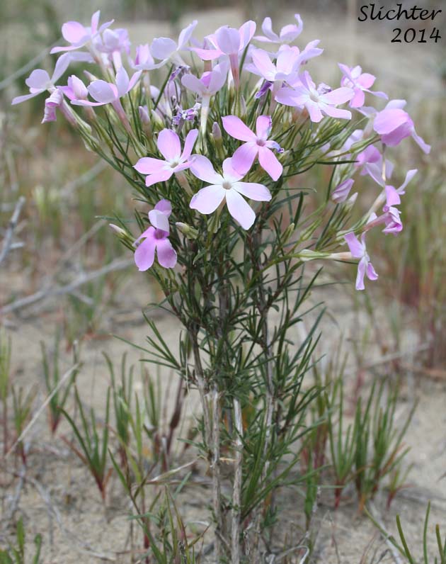 Long-leaf Phlox, Long-leaved Phlox: Phlox longifolia (Synonyms: Phlox longifolia ssp. calva , Phlox longifolia ssp. cortezana, Phlox longifolia ssp. humilis, Phlox longifolia ssp. linearifolia, Phlox longifolia ssp. longifolia, Phlox longifolia ssp. typica, Phlox longifolia var. linearifolia, Phlox longifolia var. longifolia, Phlox longifolia var. peberula, Phlox viridis, Phlox viridis ssp. longipes)
