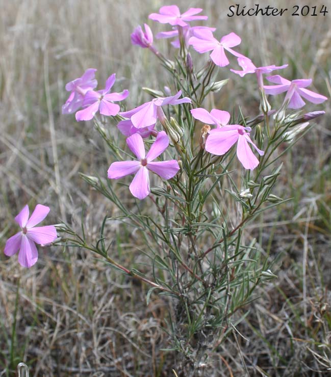 Long-leaf Phlox, Long-leaved Phlox: Phlox longifolia (Synonyms: Phlox longifolia ssp. calva , Phlox longifolia ssp. cortezana, Phlox longifolia ssp. humilis, Phlox longifolia ssp. linearifolia, Phlox longifolia ssp. longifolia, Phlox longifolia ssp. typica, Phlox longifolia var. linearifolia, Phlox longifolia var. longifolia, Phlox longifolia var. peberula, Phlox viridis, Phlox viridis ssp. longipes)