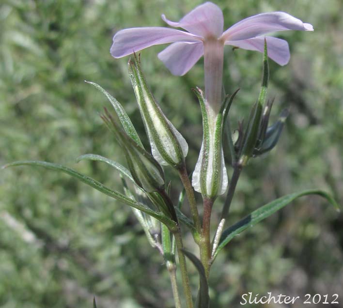 Close-up of the inflorescence of Long-leaf Phlox, Long-leaved Phlox: Phlox longifolia (Synonyms: Phlox longifolia ssp. calva , Phlox longifolia ssp. cortezana, Phlox longifolia ssp. humilis, Phlox longifolia ssp. linearifolia, Phlox longifolia ssp. longifolia, Phlox longifolia ssp. typica, Phlox longifolia var. linearifolia, Phlox longifolia var. longifolia, Phlox longifolia var. peberula, Phlox viridis, Phlox viridis ssp. longipes)