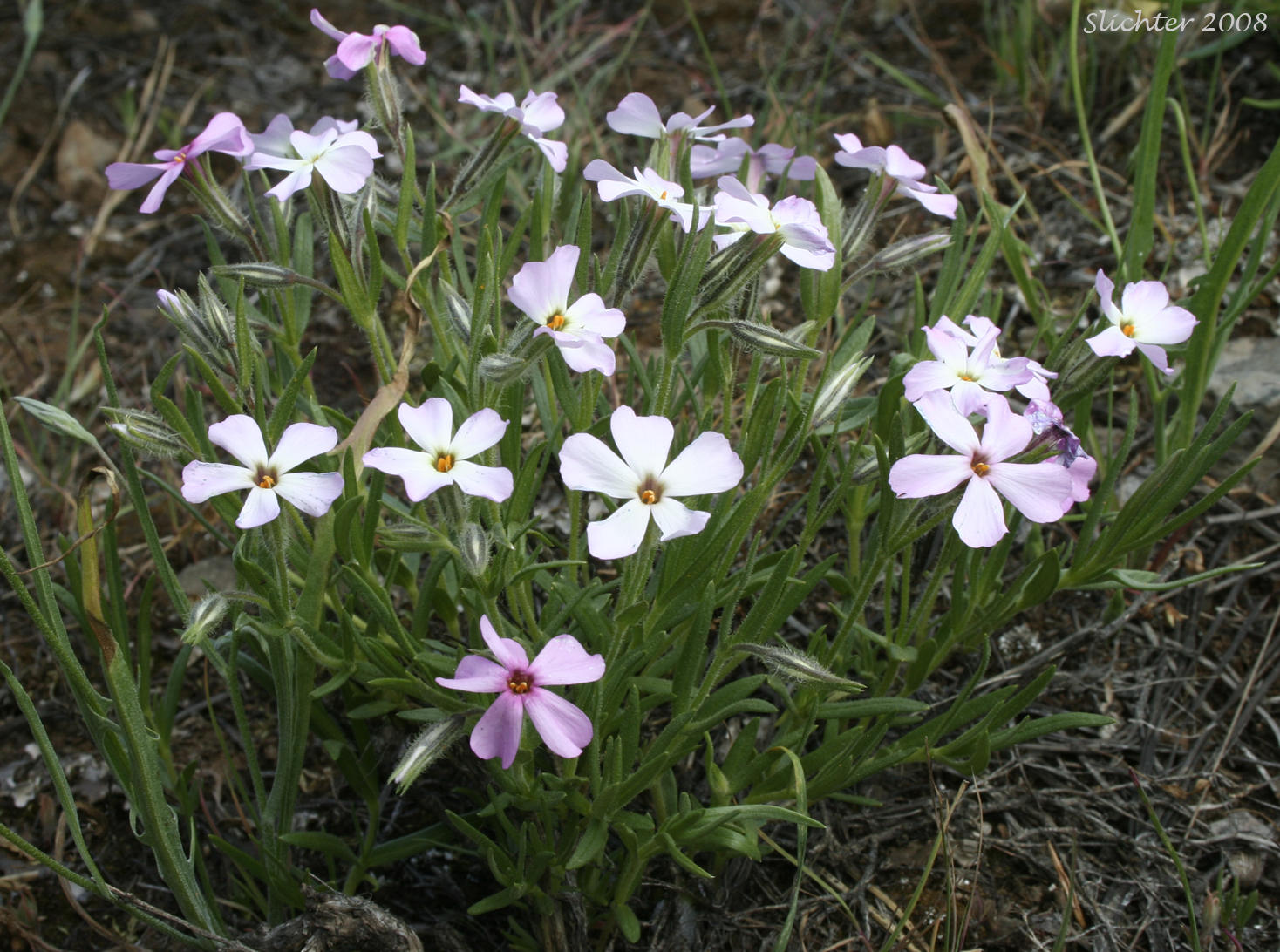 Phlox viscida