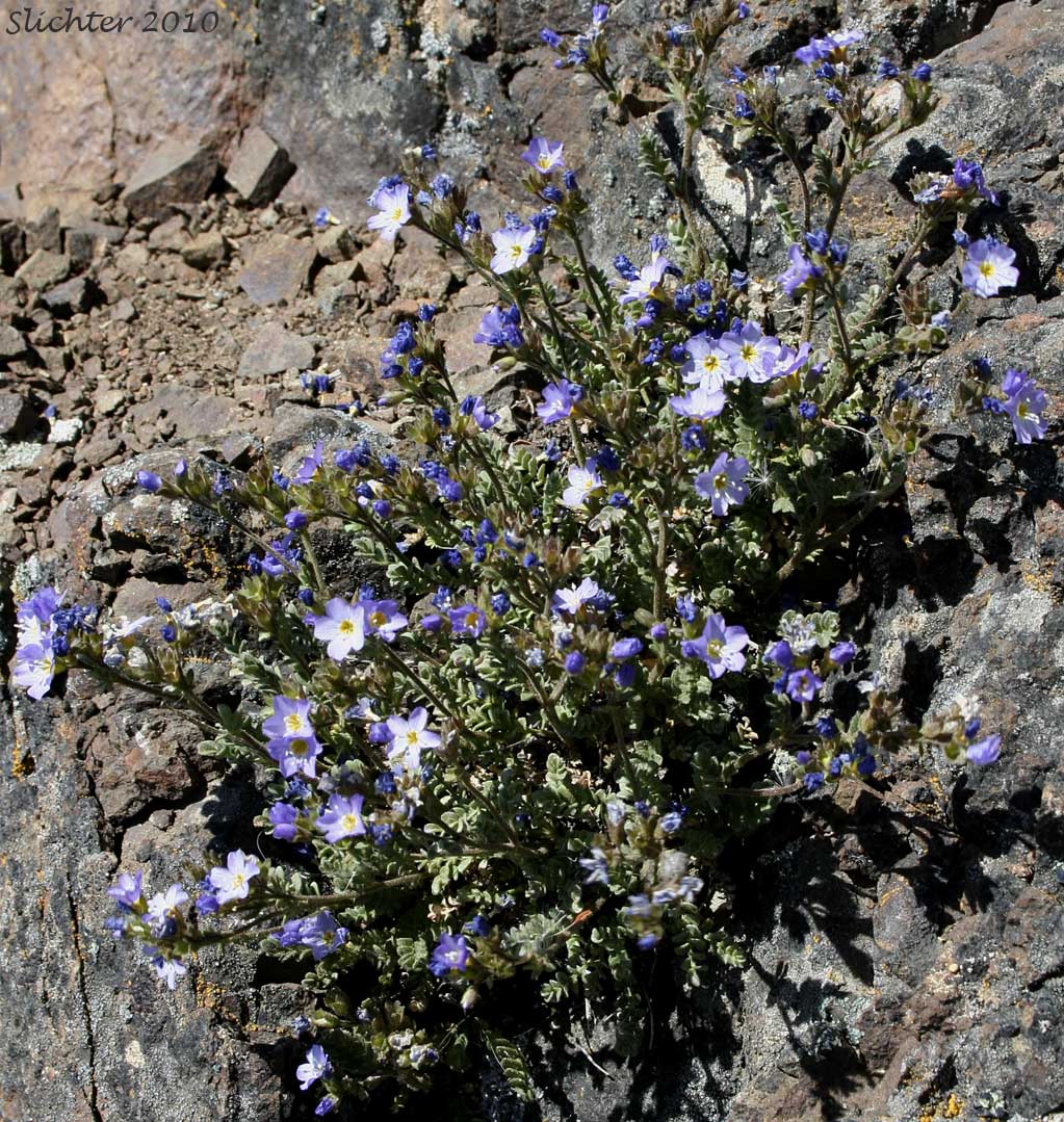 Elegant Jacob's-ladder, Elegant Jacob's Ladder, Elegant Polemonium, Sky Pilot: Polemonium elegans