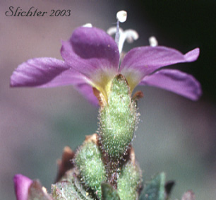 Showy Polemonium, Showy Jacob's-ladder, Jacob's-ladder, Skunk-leaved Polemonium: Polemonium pulcherrimum ssp. pulcherrimum (Synonyms: Polemonium berryi, Polemonium haydenii, Polemonium pilosum, Polemonium pulcherrimum var. pilosum, Polemonium pulcherrimum var. pulcherrimum, Polemonium shastense)