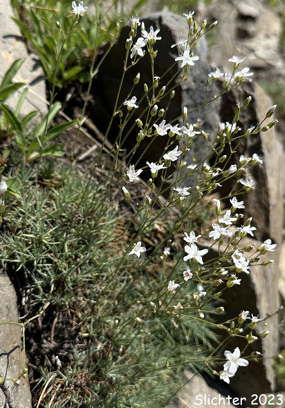 Prickly Sandwort, Needleleaf Sandwort: Eremogone aculeata (Synonyms: Arenaria aculeata, Arenaria aculeata var. aculeata, Arenaria aculeata var. unitahensis, Arenaria fendleri var. aculeata, Arenaria pumicola var. californica)