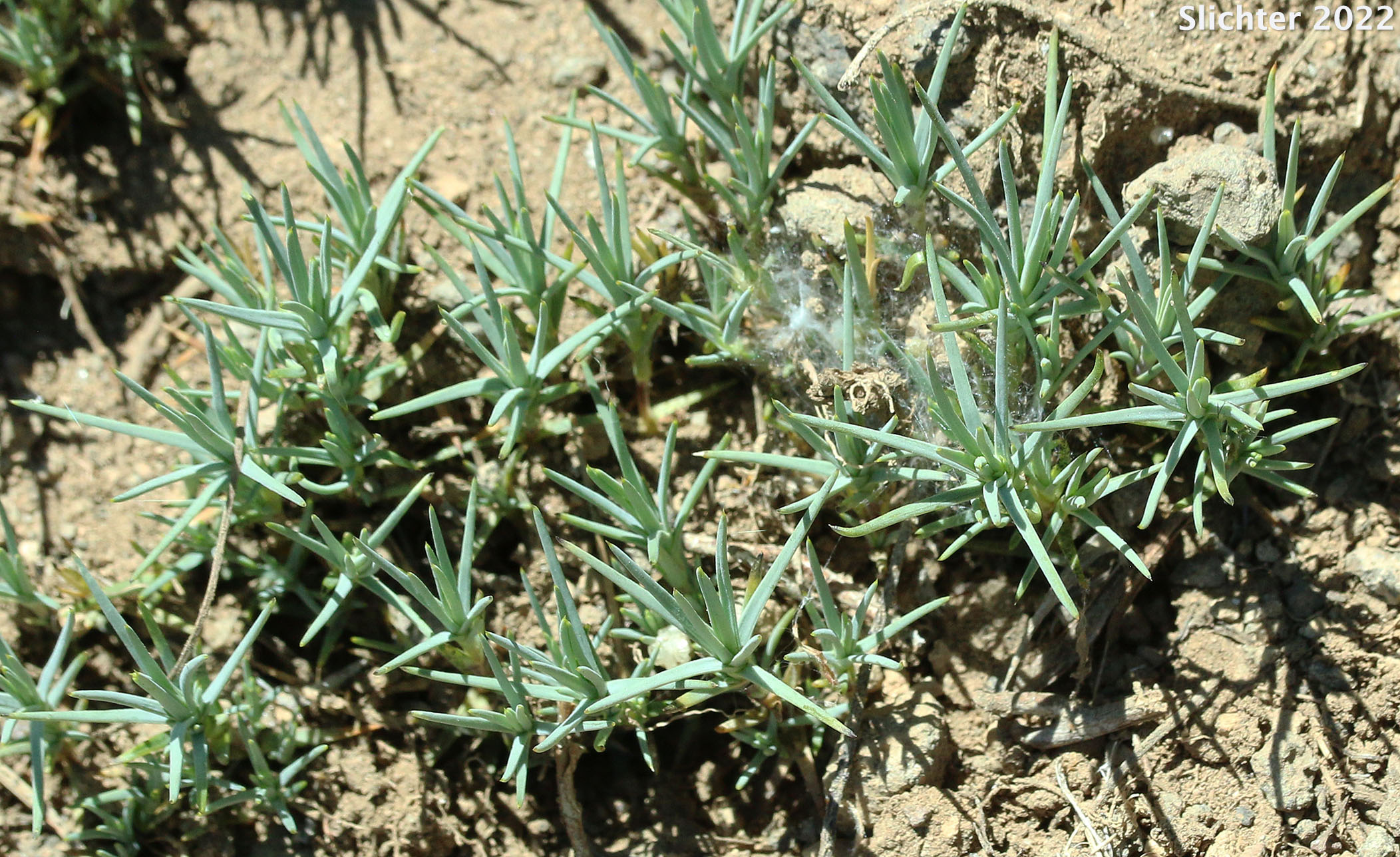 Prickly leaves of Prickly Sandwort, Needleleaf Sandwort: Eremogone aculeata (Synonyms: Arenaria aculeata, Arenaria aculeata var. aculeata, Arenaria aculeata var. unitahensis, Arenaria fendleri var. aculeata, Arenaria pumicola var. californica)