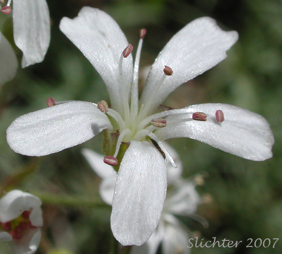 Flower of Prickly Sandwort, Needleleaf Sandwort: Eremogone aculeata (Synonyms: Arenaria aculeata, Arenaria aculeata var. aculeata, Arenaria aculeata var. unitahensis, Arenaria fendleri var. aculeata, Arenaria pumicola var. californica)