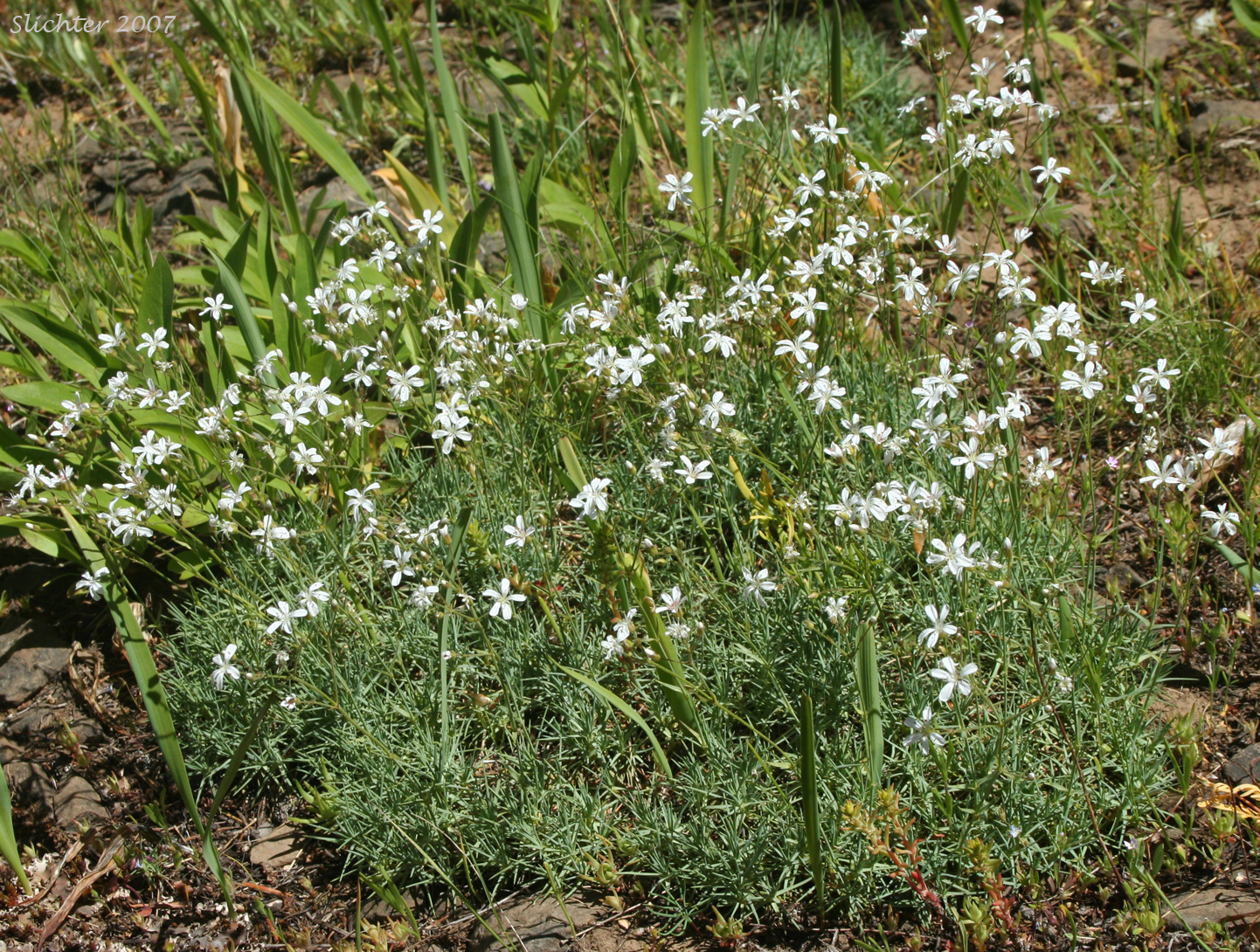 Prickly Sandwort, Needleleaf Sandwort: Eremogone aculeata (Synonyms: Arenaria aculeata, Arenaria aculeata var. aculeata, Arenaria aculeata var. unitahensis, Arenaria fendleri var. aculeata, Arenaria pumicola var. californica)