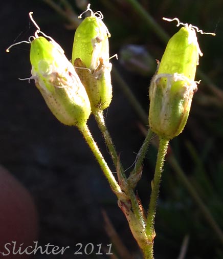 Maturing fruits of Prickly Sandwort, Needleleaf Sandwort: Eremogone aculeata (Synonyms: Arenaria aculeata, Arenaria aculeata var. aculeata, Arenaria aculeata var. unitahensis, Arenaria fendleri var. aculeata, Arenaria pumicola var. californica)