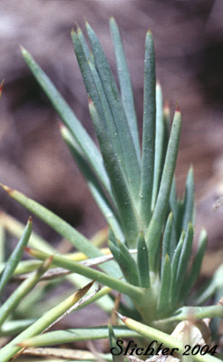 Sharp basal leaves of Prickly Sandwort, Needleleaf Sandwort: Eremogone aculeata (Synonyms: Arenaria aculeata, Arenaria aculeata var. aculeata, Arenaria aculeata var. unitahensis, Arenaria fendleri var. aculeata, Arenaria pumicola var. californica)