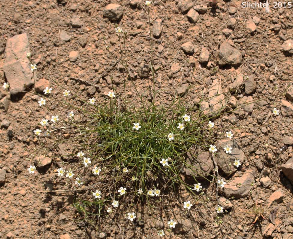 Fescue Sandwort, Mountain Sandwort, Slender Mountain Sandwort, Threadleaf Sandwort: Eremogone capillaris var. americana (Synonyms: Arenaria capillaris ssp. americana, Arenaria capillaris var. americana, Arenaria formosa)