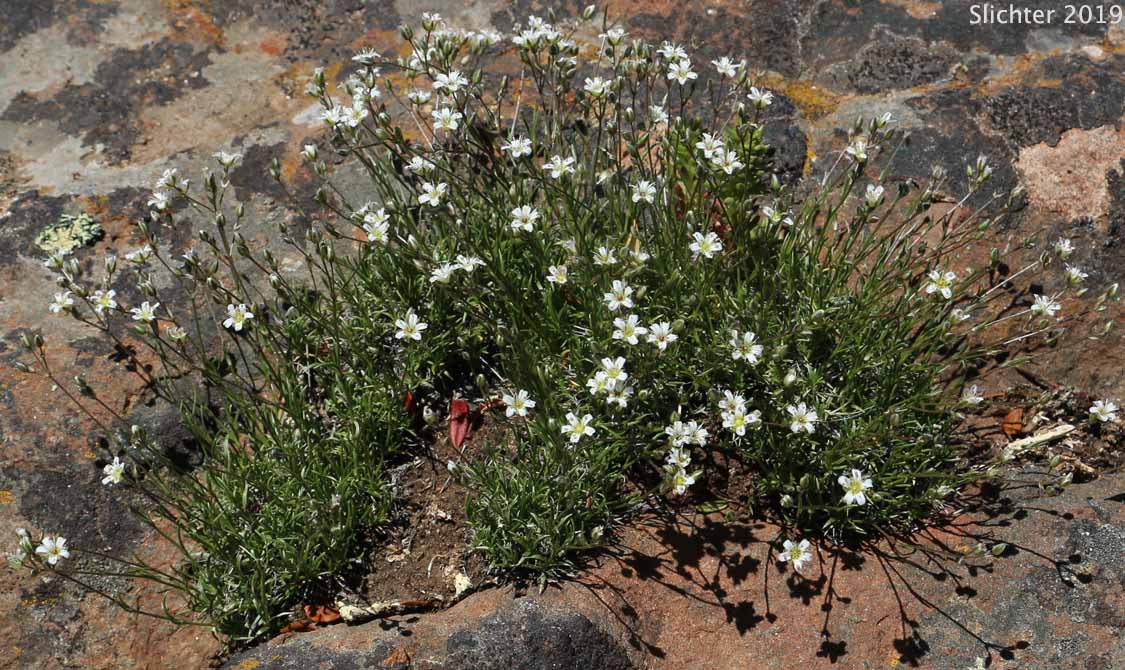 Fescue Sandwort, Mountain Sandwort, Slender Mountain Sandwort, Threadleaf Sandwort: Eremogone capillaris var. americana (Synonyms: Arenaria capillaris ssp. americana, Arenaria capillaris var. americana, Arenaria formosa)