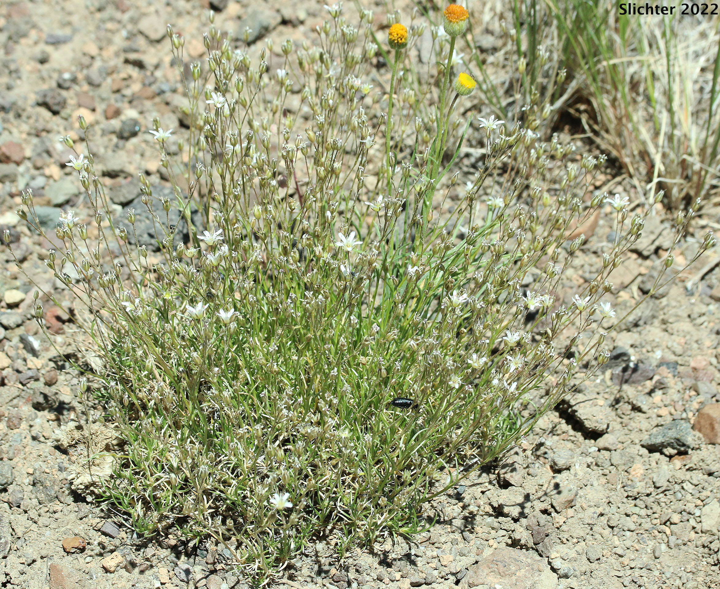 Fescue Sandwort, Mountain Sandwort, Slender Mountain Sandwort, Threadleaf Sandwort: Eremogone capillaris var. americana (Synonyms: Arenaria capillaris ssp. americana, Arenaria capillaris var. americana, Arenaria formosa)